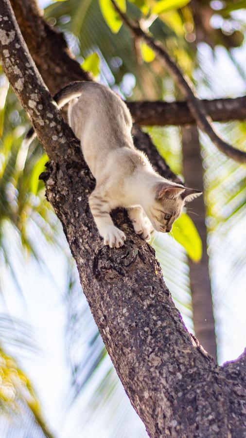Gato Do Mato Hostel Cumbuco Ngoại thất bức ảnh